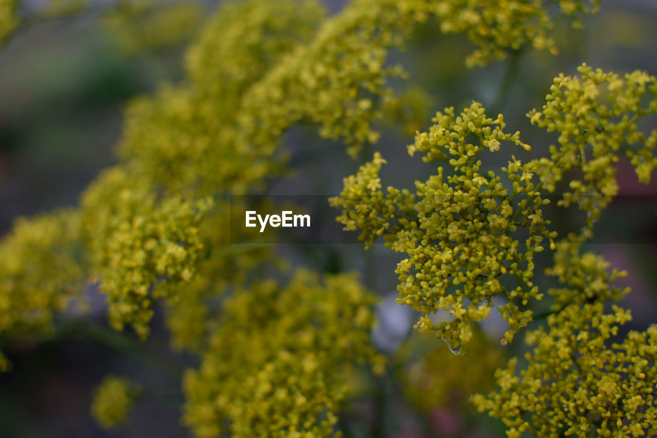 CLOSE-UP OF FLOWERING PLANT AGAINST YELLOW FLOWERS