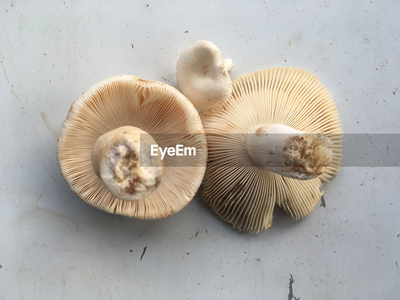 HIGH ANGLE VIEW OF MUSHROOMS IN PLATE