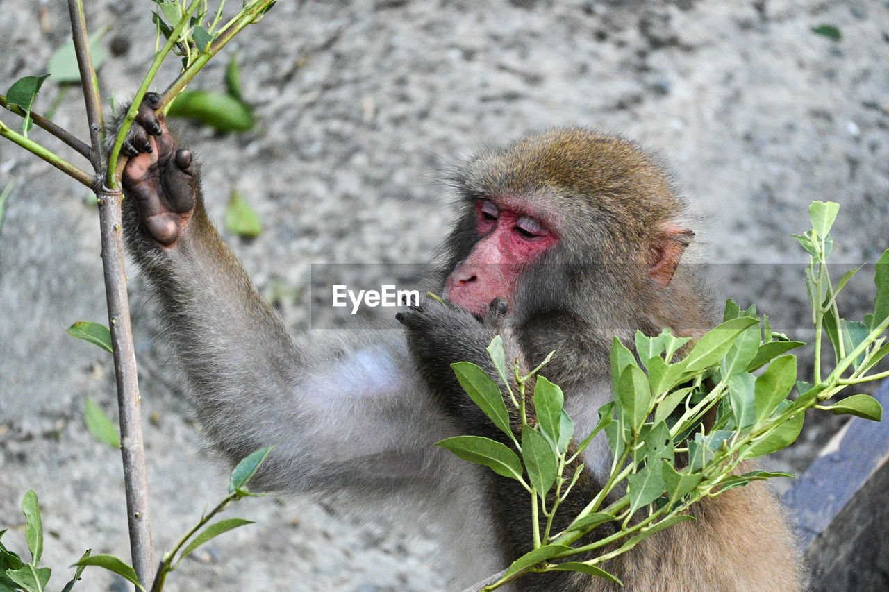 Close-up of monkey sitting eating leaves