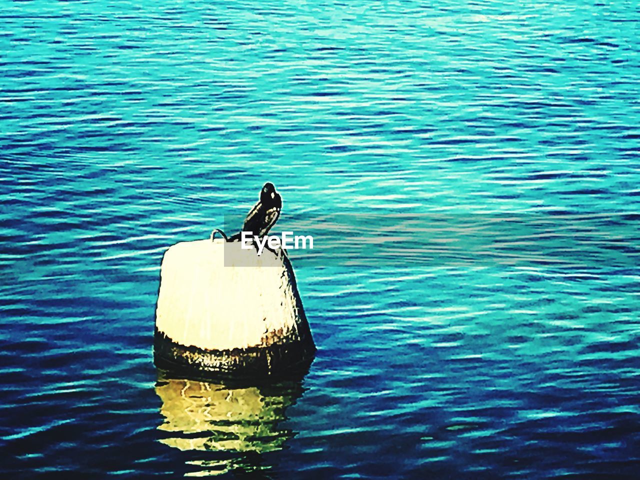 VIEW OF BIRD PERCHING ON A SEA