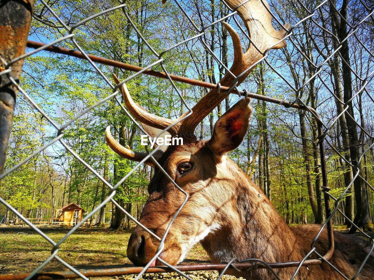 VIEW OF DEER ON TREE