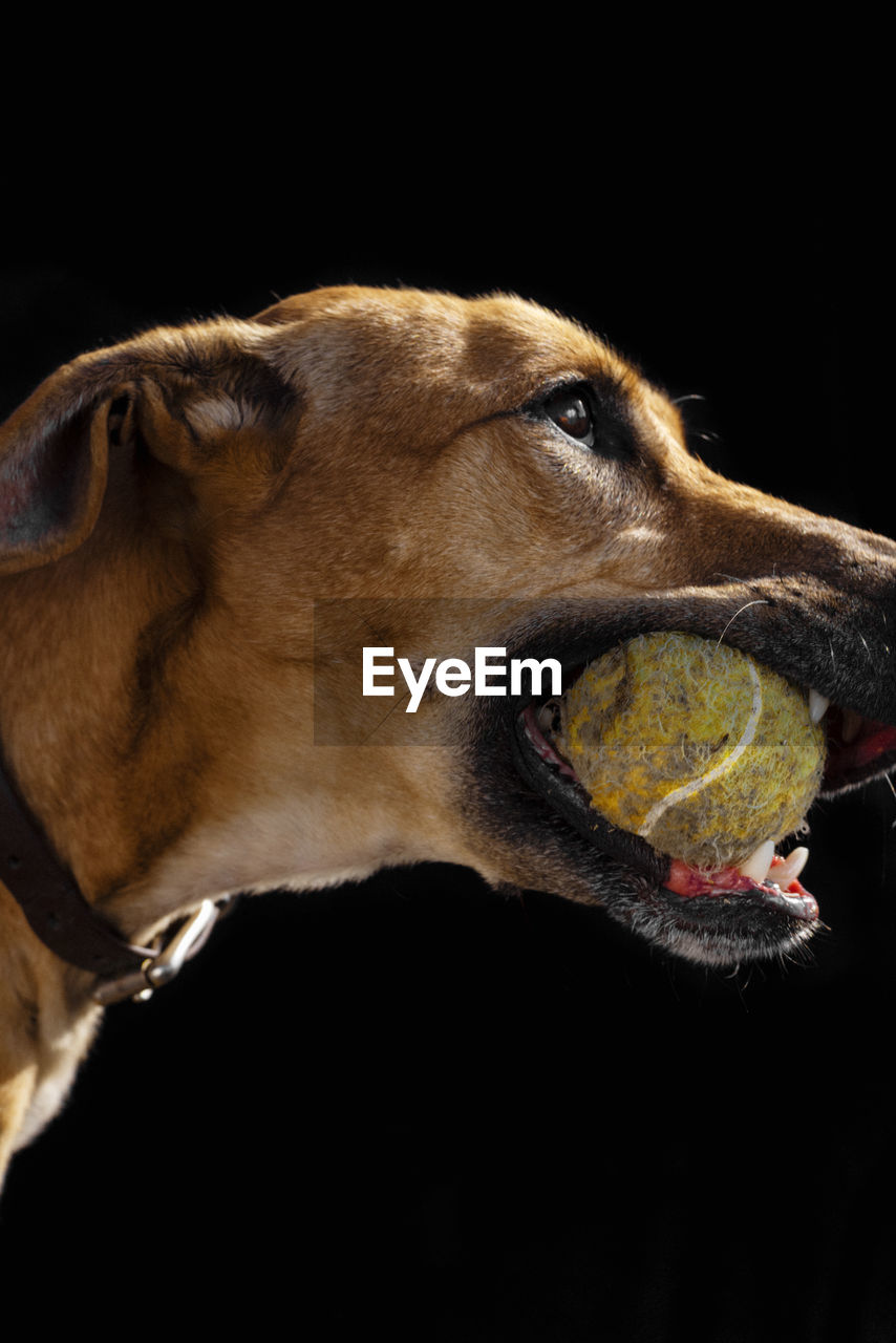 Close-up portrait of a dog over black background