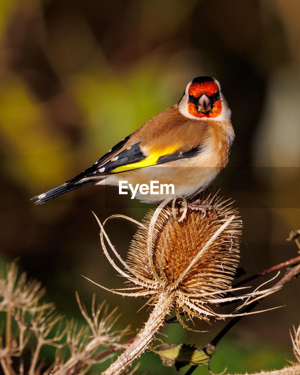 Goldfinch on a teasel