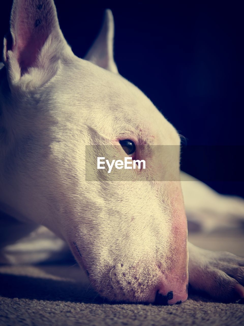 animal, animal themes, one animal, pet, bull terrier (miniature), mammal, nose, close-up, blue, animal wildlife, animal body part, bull terrier, white, dog, human head, animal head, domestic animals, bulldog, wildlife, sea, nature, portrait, bull and terrier