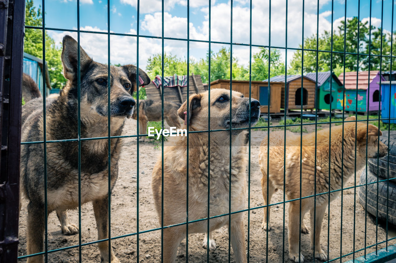 animal shelter, animal themes, animal, dog, mammal, pet, fence, domestic animals, group of animals, cage, no people, metal, animals in captivity, day, security, zoo, carnivore, protection, architecture, nature, outdoors, built structure, canine