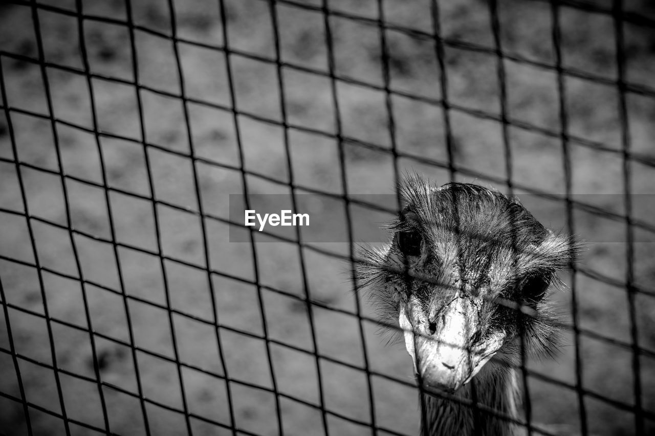 Close-up of bird in cage