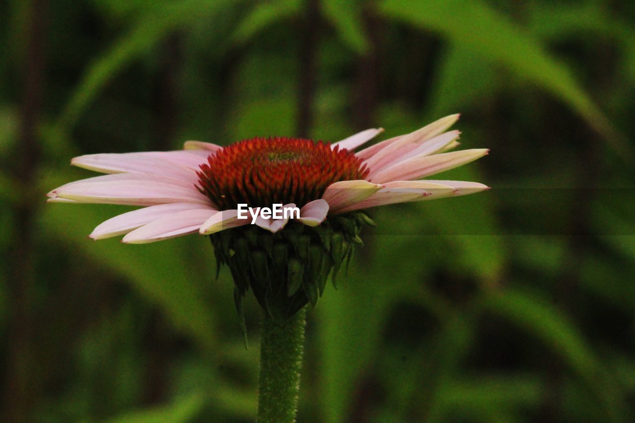 Close-up of pink flower