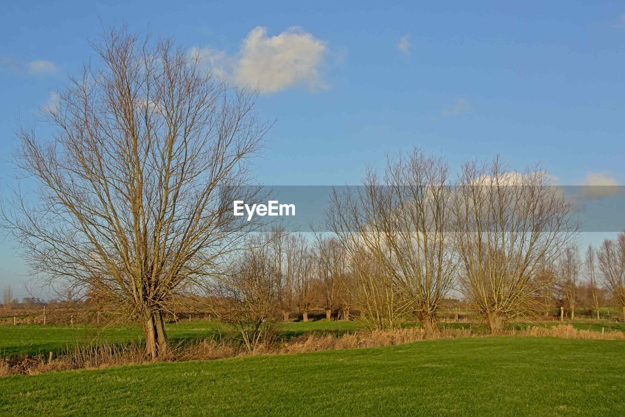 BARE TREES ON FIELD