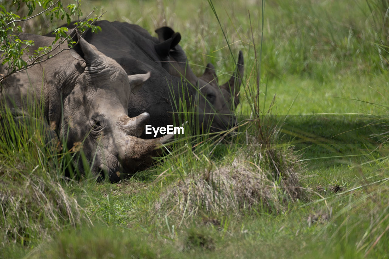 animal themes, animal, animal wildlife, mammal, wildlife, grass, plant, nature, safari, no people, rhinoceros, tourism, travel destinations, one animal, warthog, outdoors, day, travel, selective focus, social issues, domestic animals, environment, environmental conservation, wildlife reserve