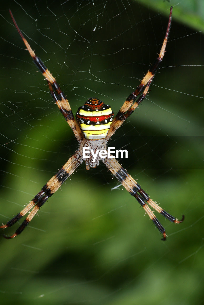 Close-up of spider on web