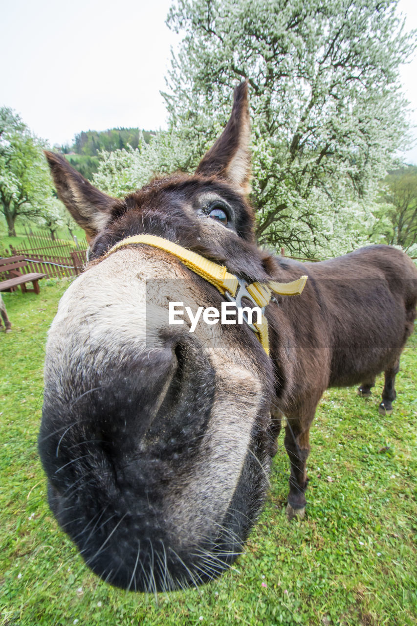 CLOSE-UP OF HORSES ON FIELD