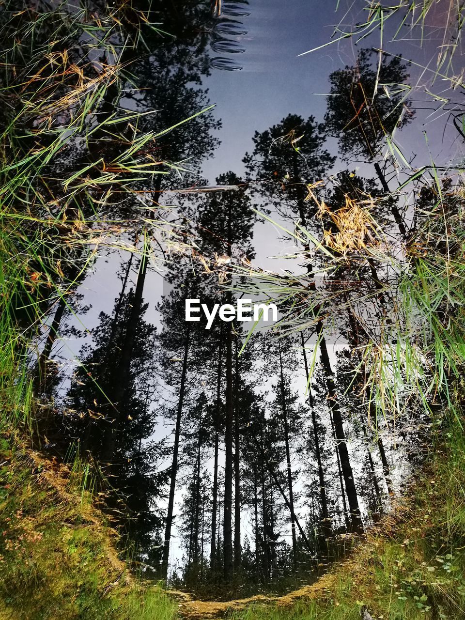 CLOSE-UP OF TREES AGAINST SKY