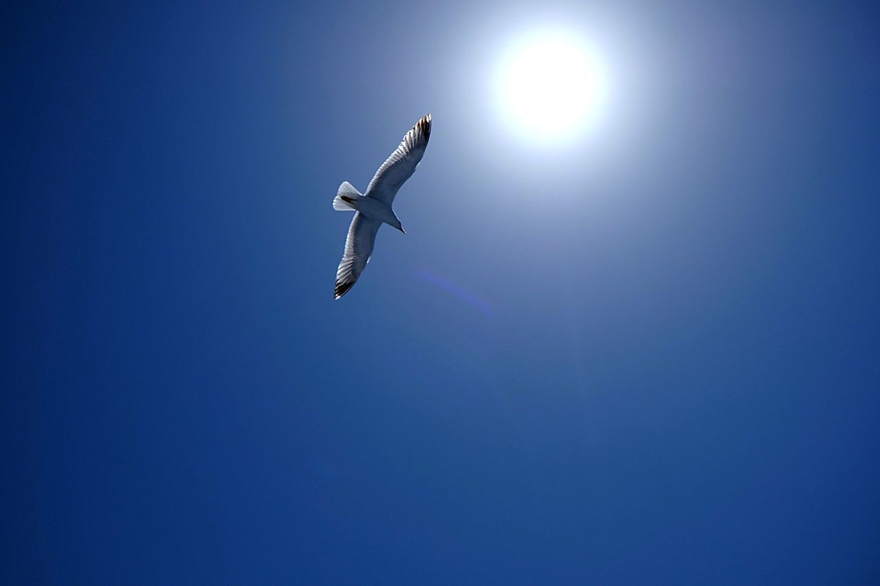 Low angle view of seagull flying against clear blue sky during sunny day