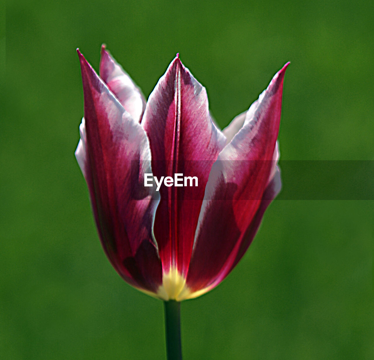 CLOSE-UP OF RED FLOWER AGAINST BLURRED BACKGROUND