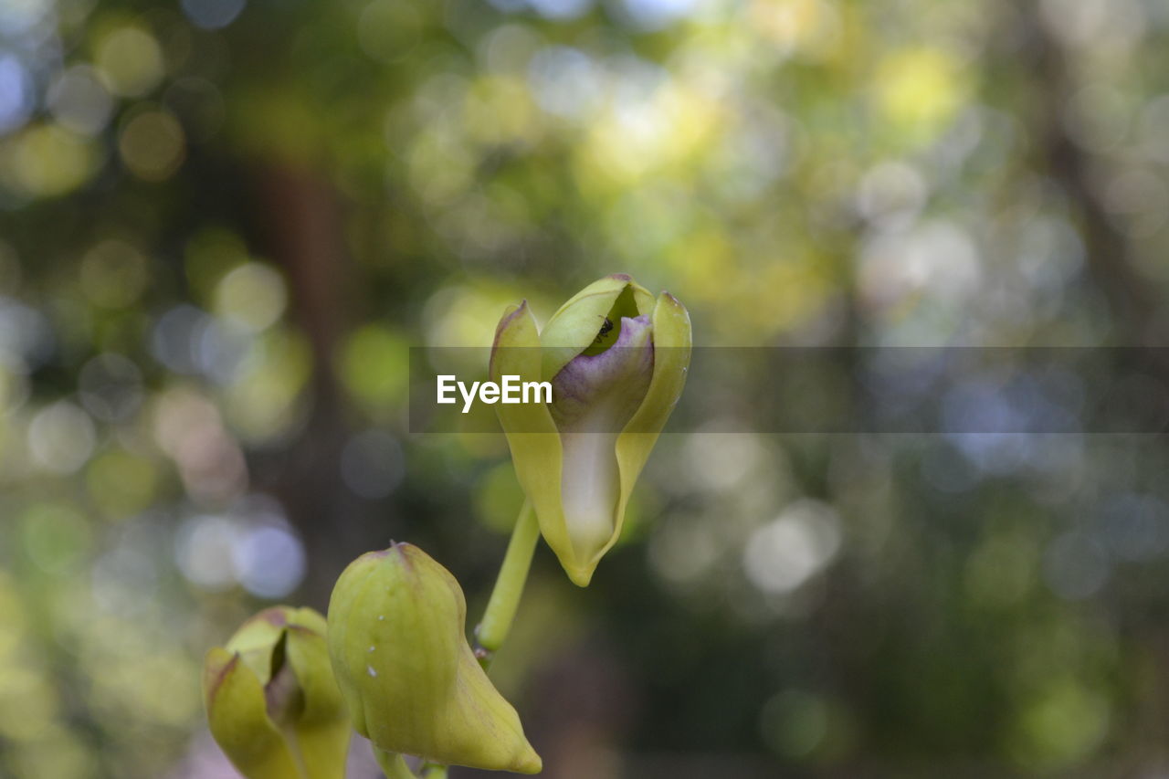 Close-up of flower against blurred background