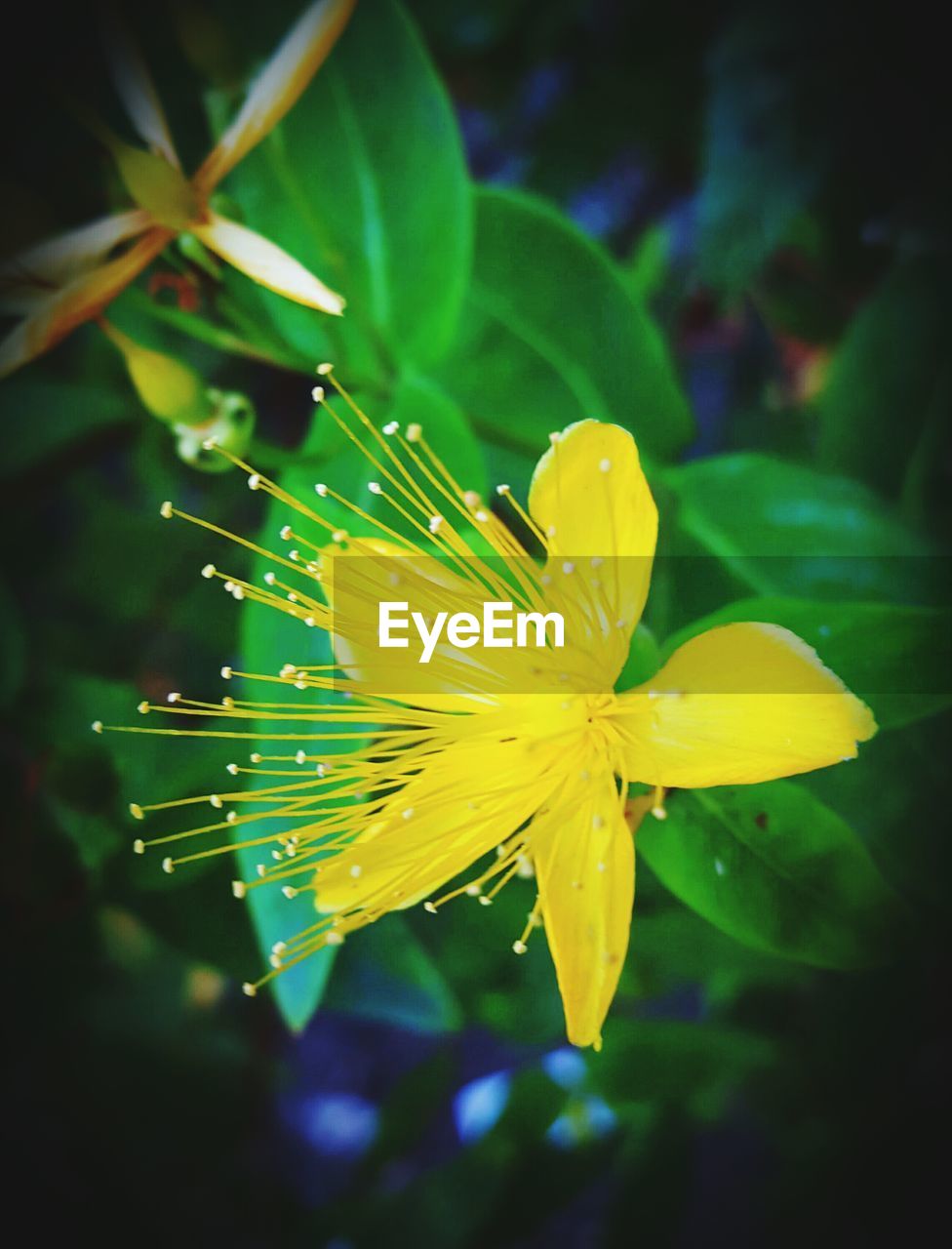 CLOSE-UP OF YELLOW FLOWER