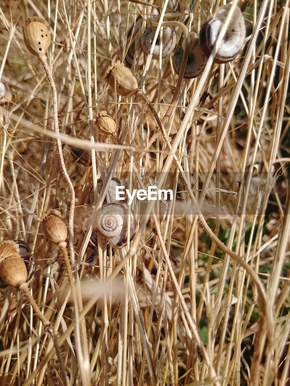 Close-up of snails on plant stem