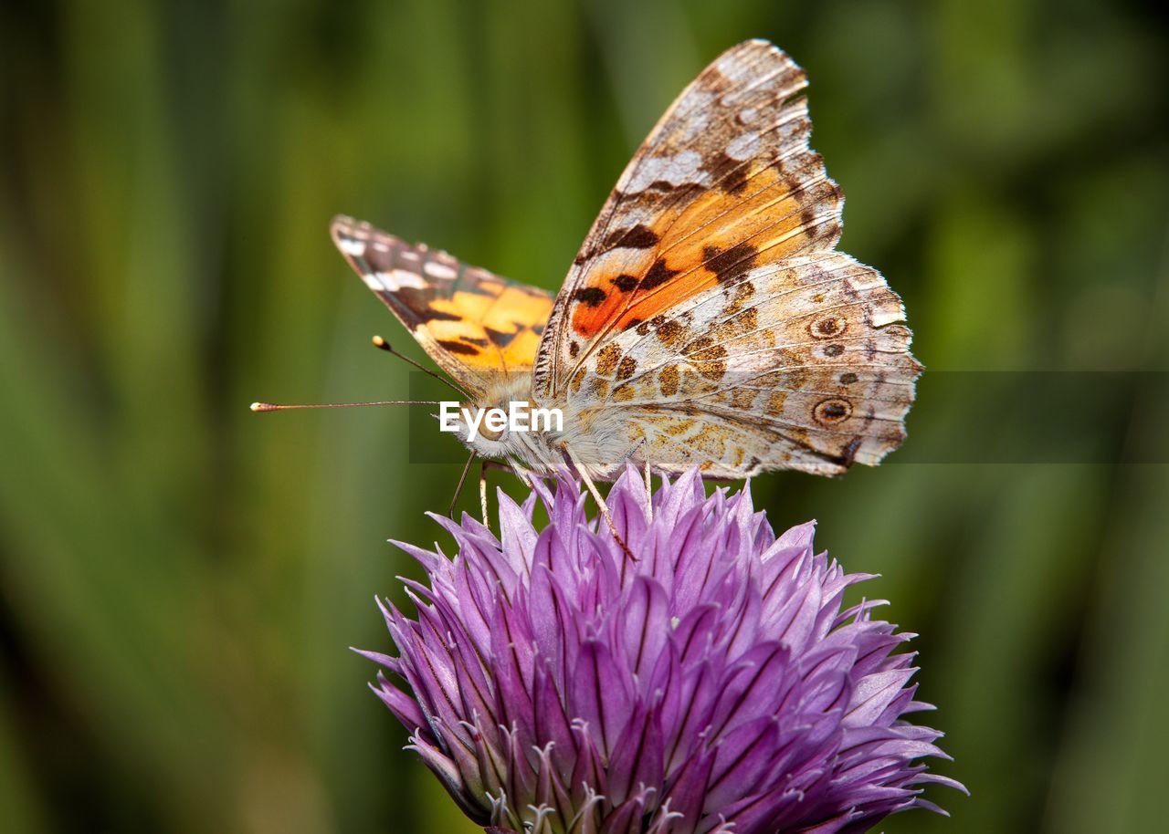 CLOSE-UP OF BUTTERFLY ON FLOWER