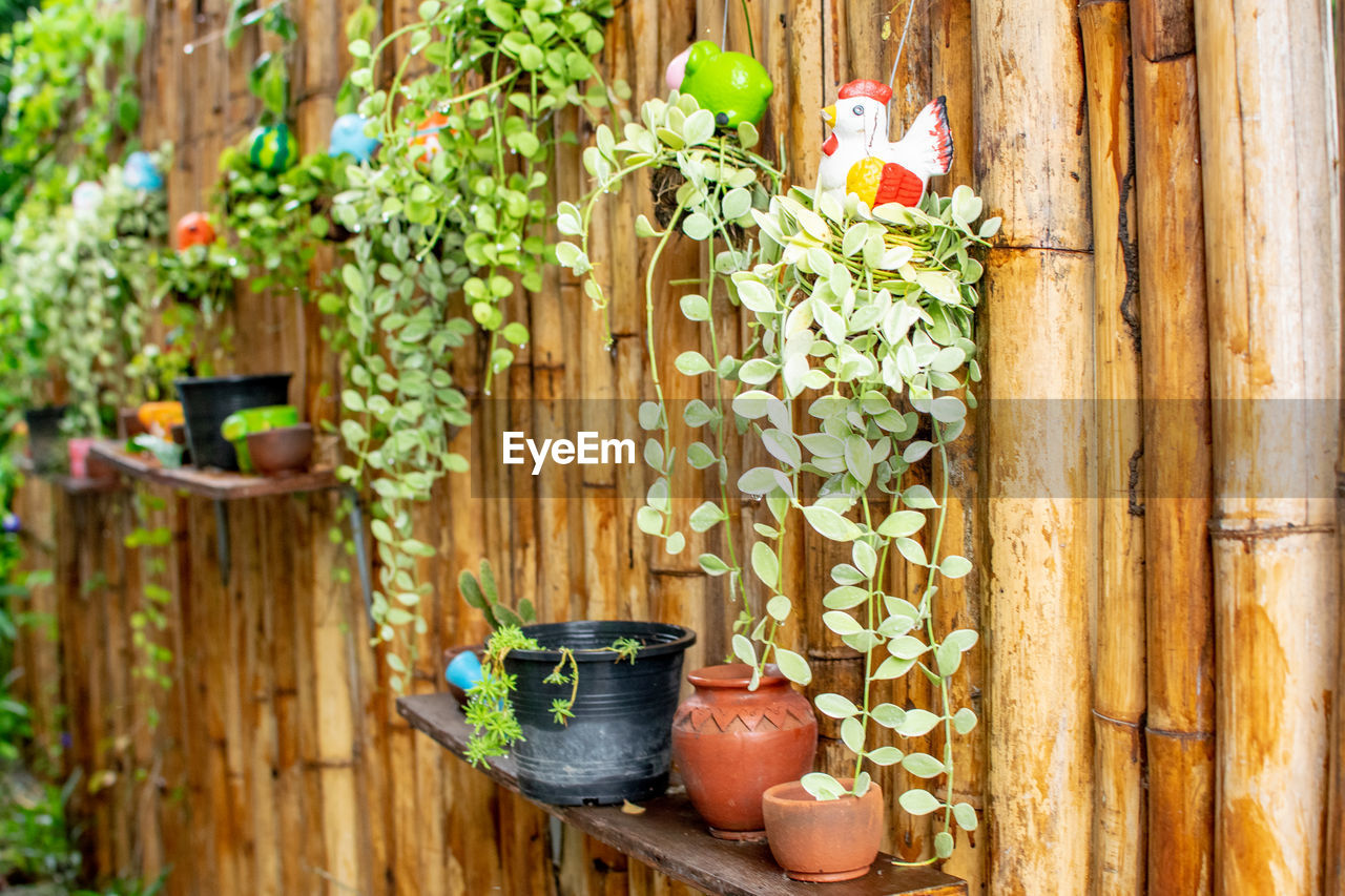 Potted plant hanging on wood