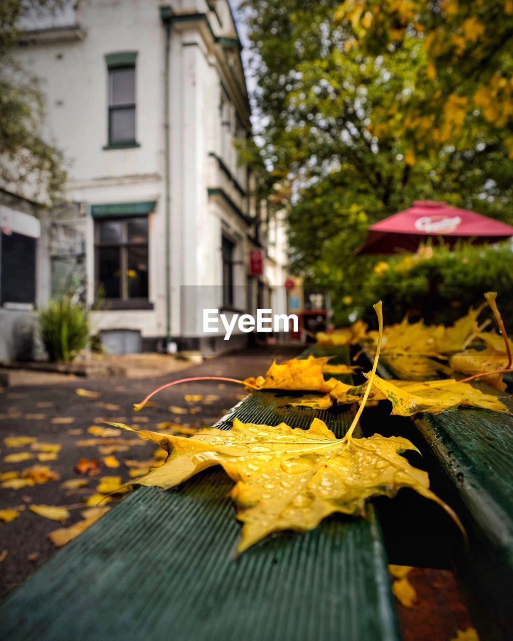 CLOSE-UP OF YELLOW LEAVES ON TREE