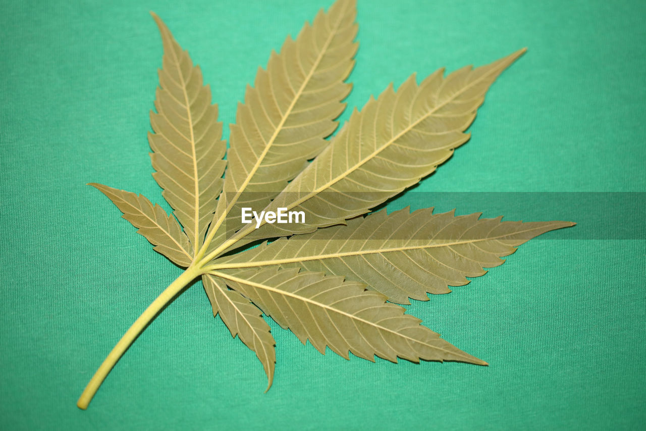 HIGH ANGLE VIEW OF PLANT LEAVES ON GREEN BACKGROUND