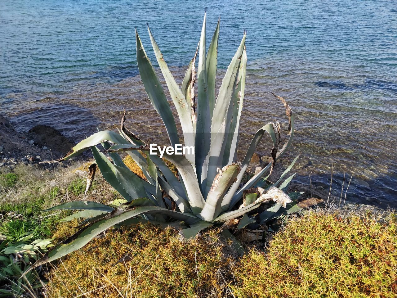 HIGH ANGLE VIEW OF SUCCULENT PLANTS ON BEACH