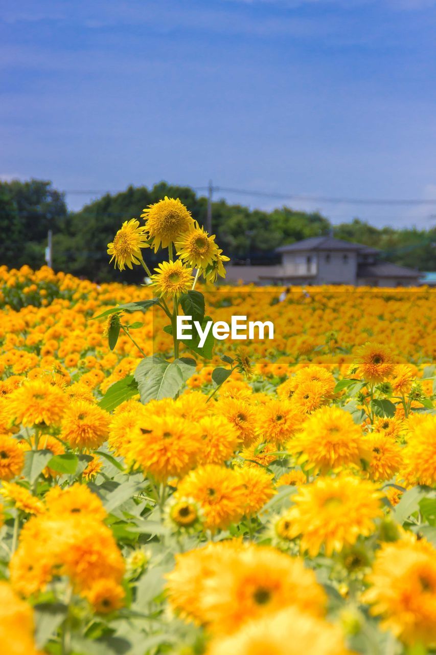 YELLOW FLOWERS BLOOMING IN FIELD