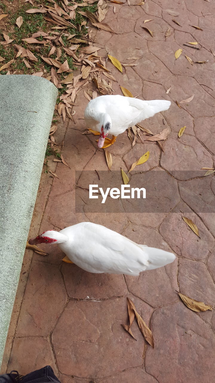 HIGH ANGLE VIEW OF SEAGULL FLYING