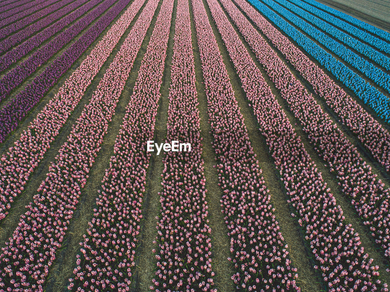 Aerial view of hyacinth flowers field 