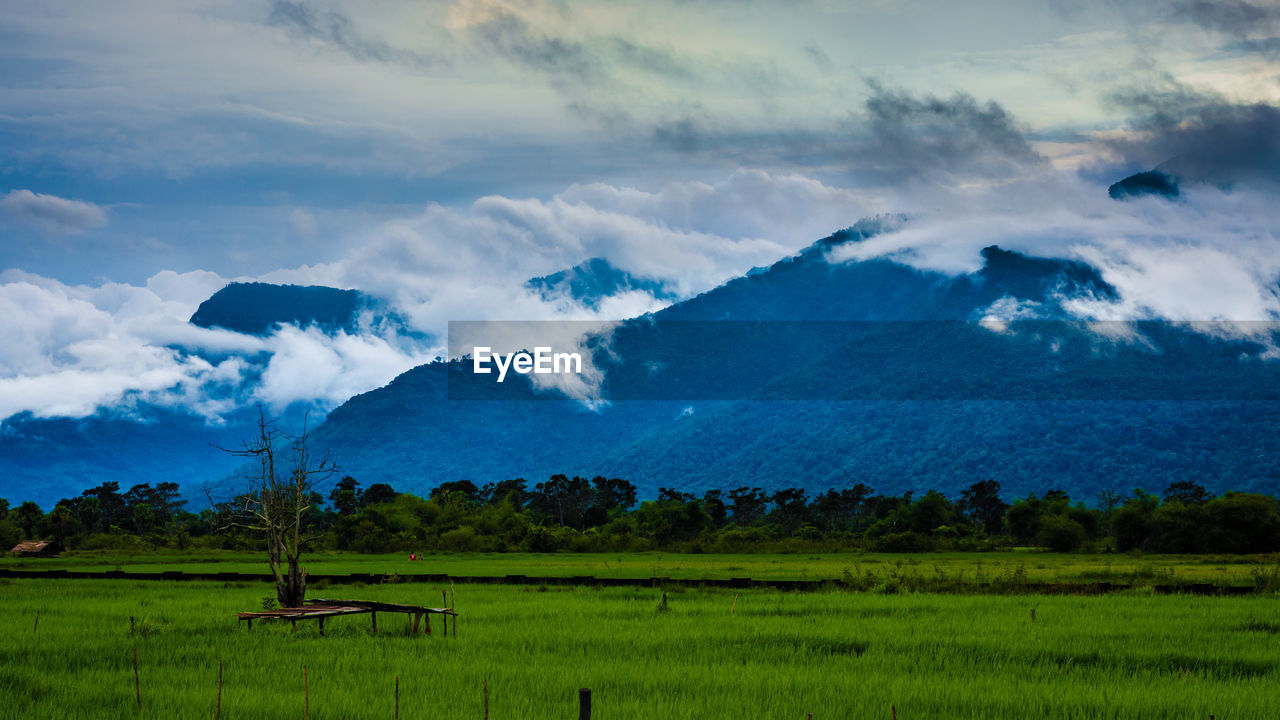 Scenic view of agricultural field against sky