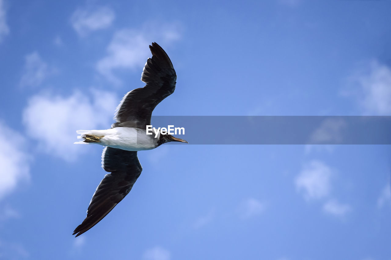 animal themes, animal, bird, animal wildlife, wildlife, flying, sky, one animal, spread wings, cloud, animal body part, blue, nature, seabird, no people, mid-air, low angle view, animal wing, motion, wing, outdoors, full length, day, gull