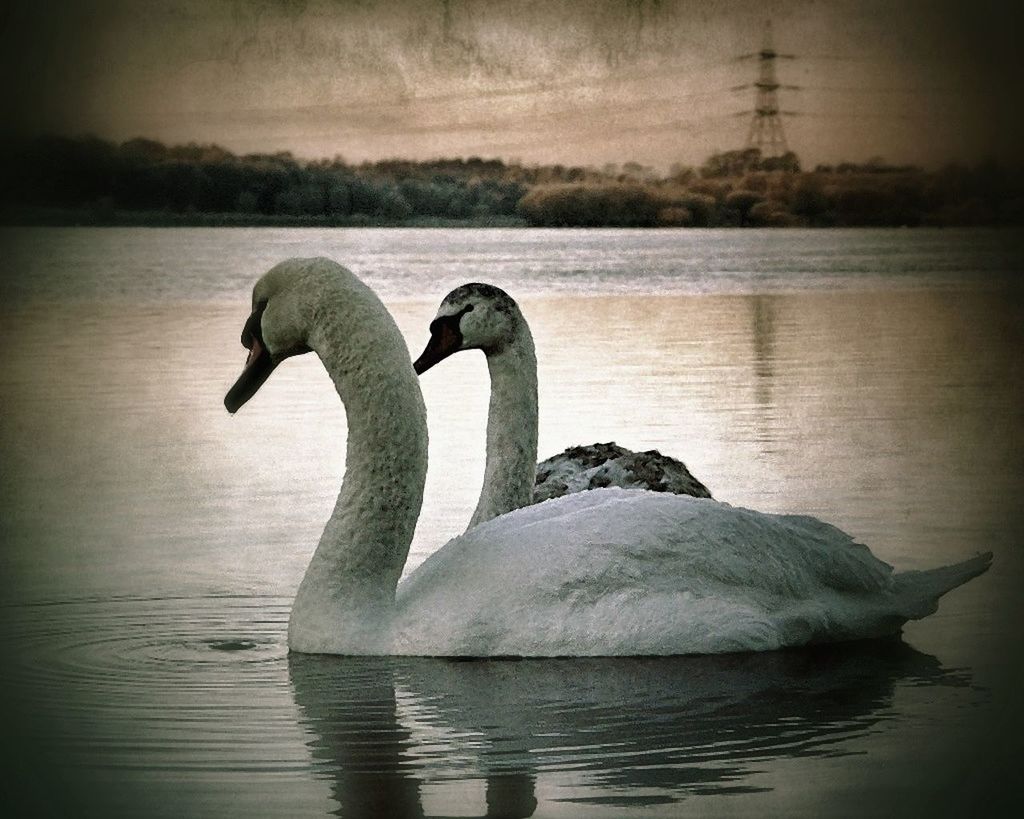 Swans swimming in river