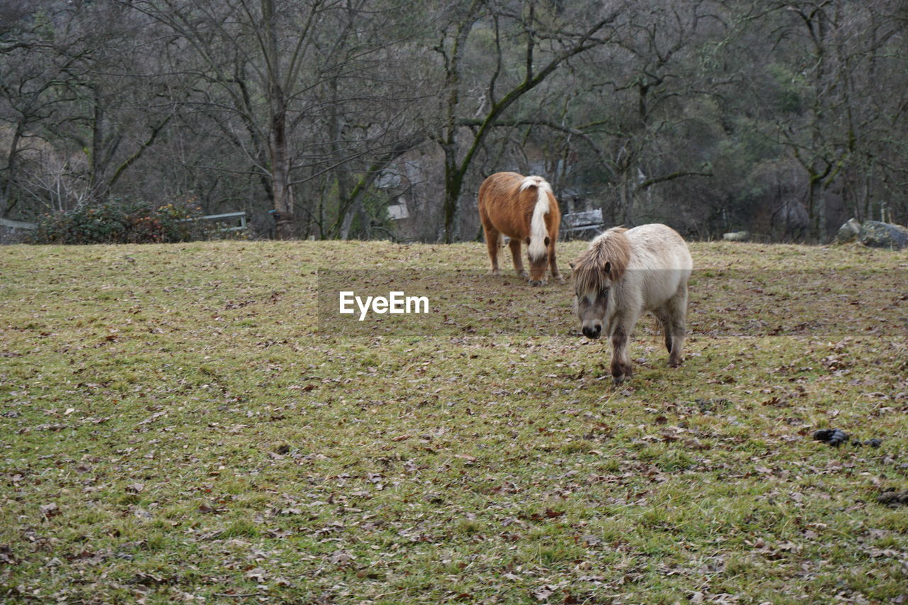 Horse and pony on grassy field