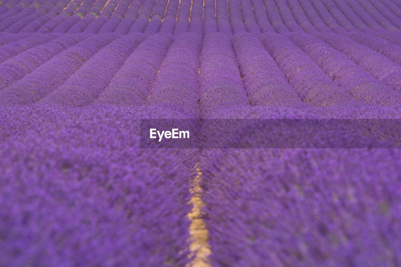 Full frame shot of purple flowering plants