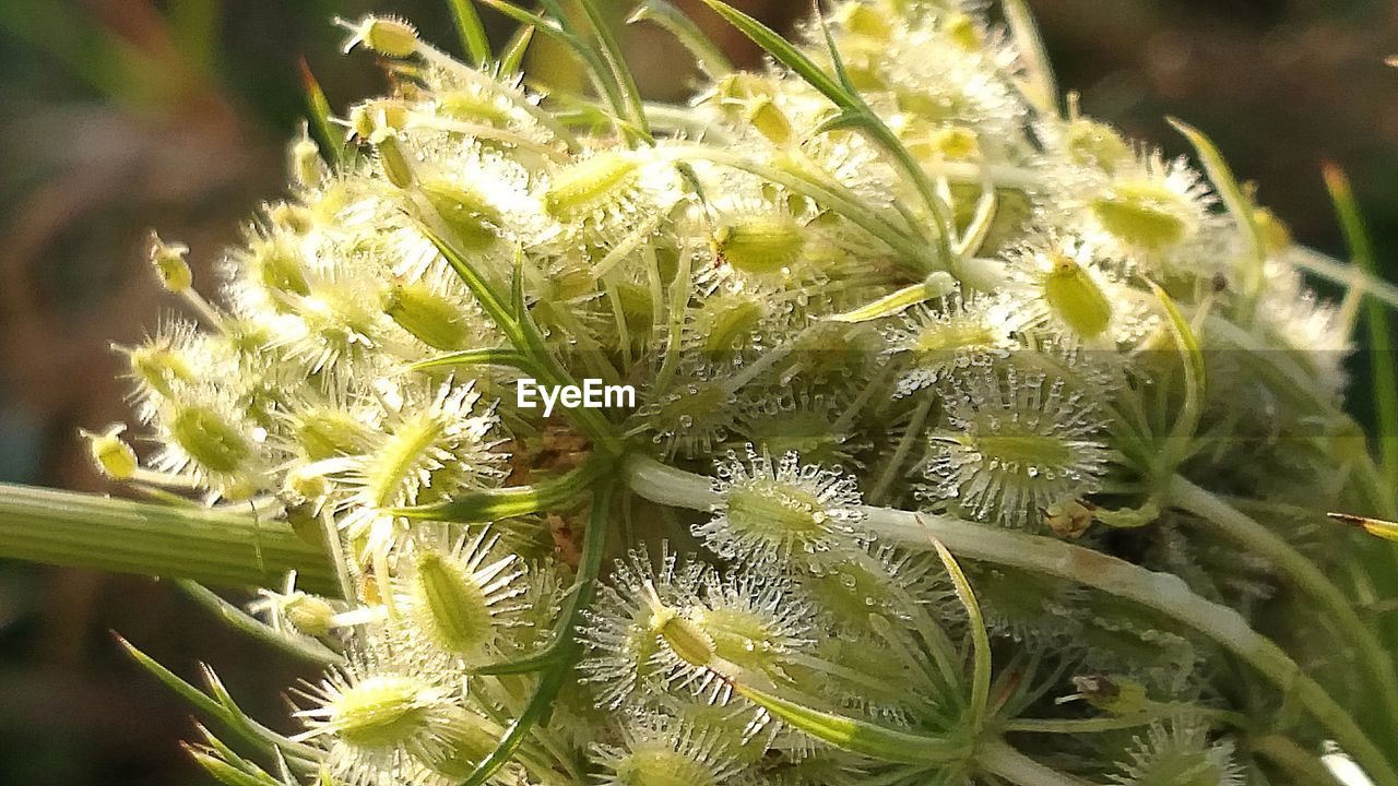 CLOSE-UP OF PLANTS