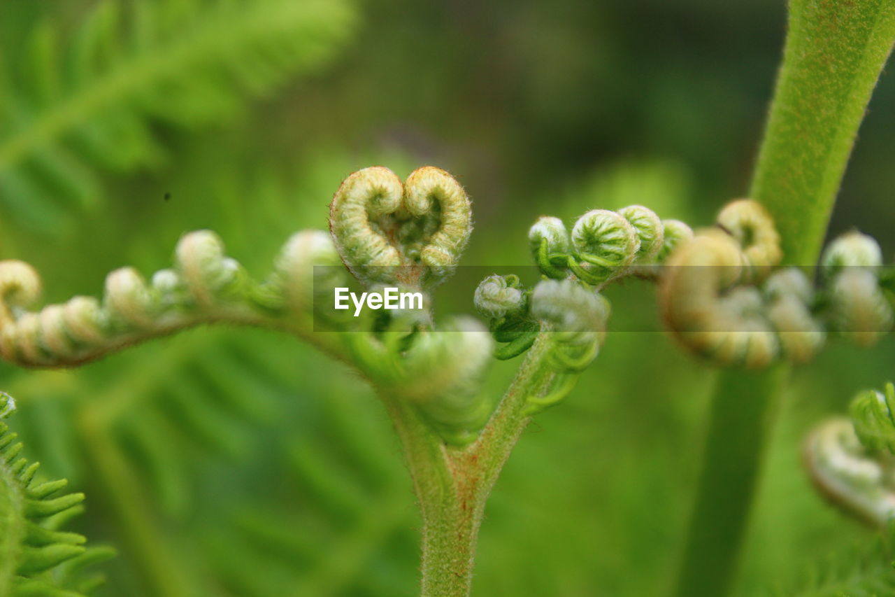 Close-up of fern