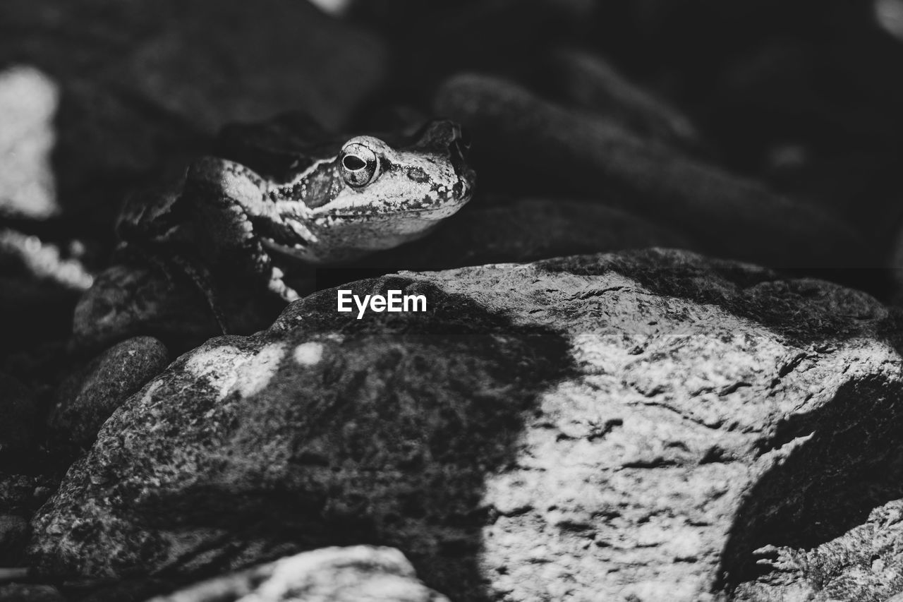 CLOSE-UP OF A FROG