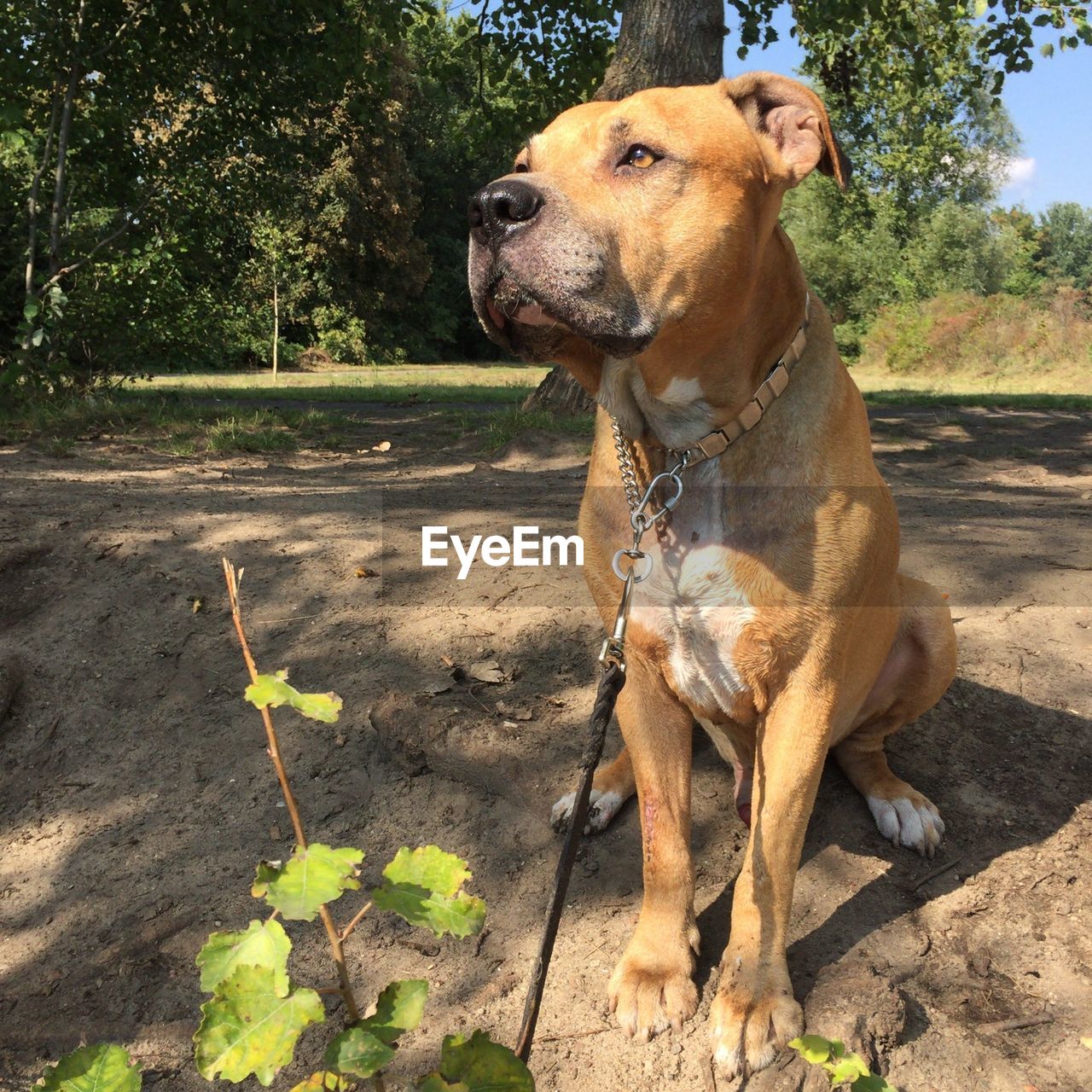 Close-up of dog sitting on field against sky