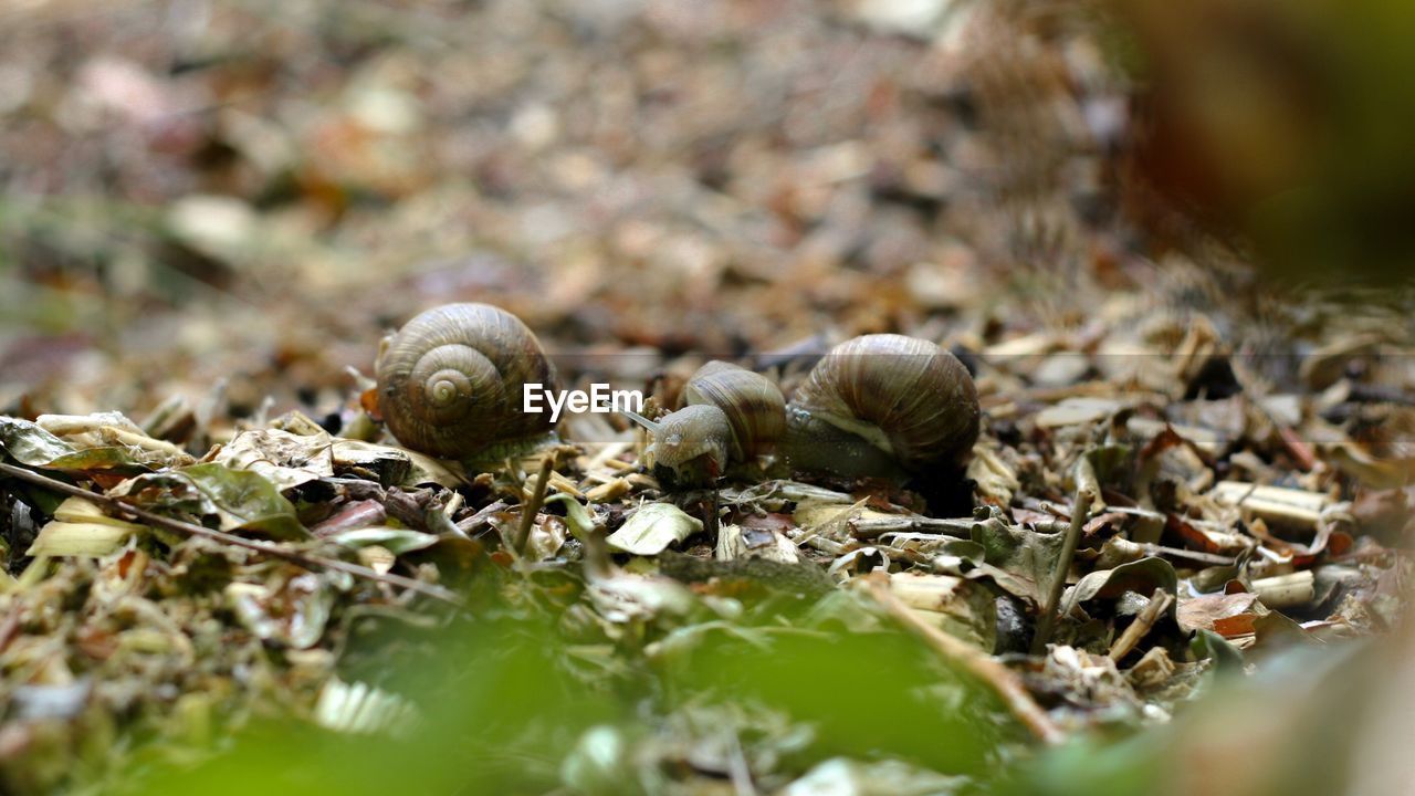 CLOSE-UP OF SNAIL ON LEAVES