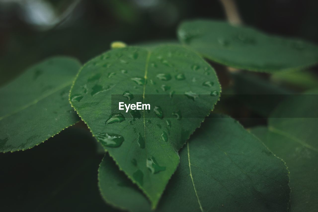 Close-up of wet leaves