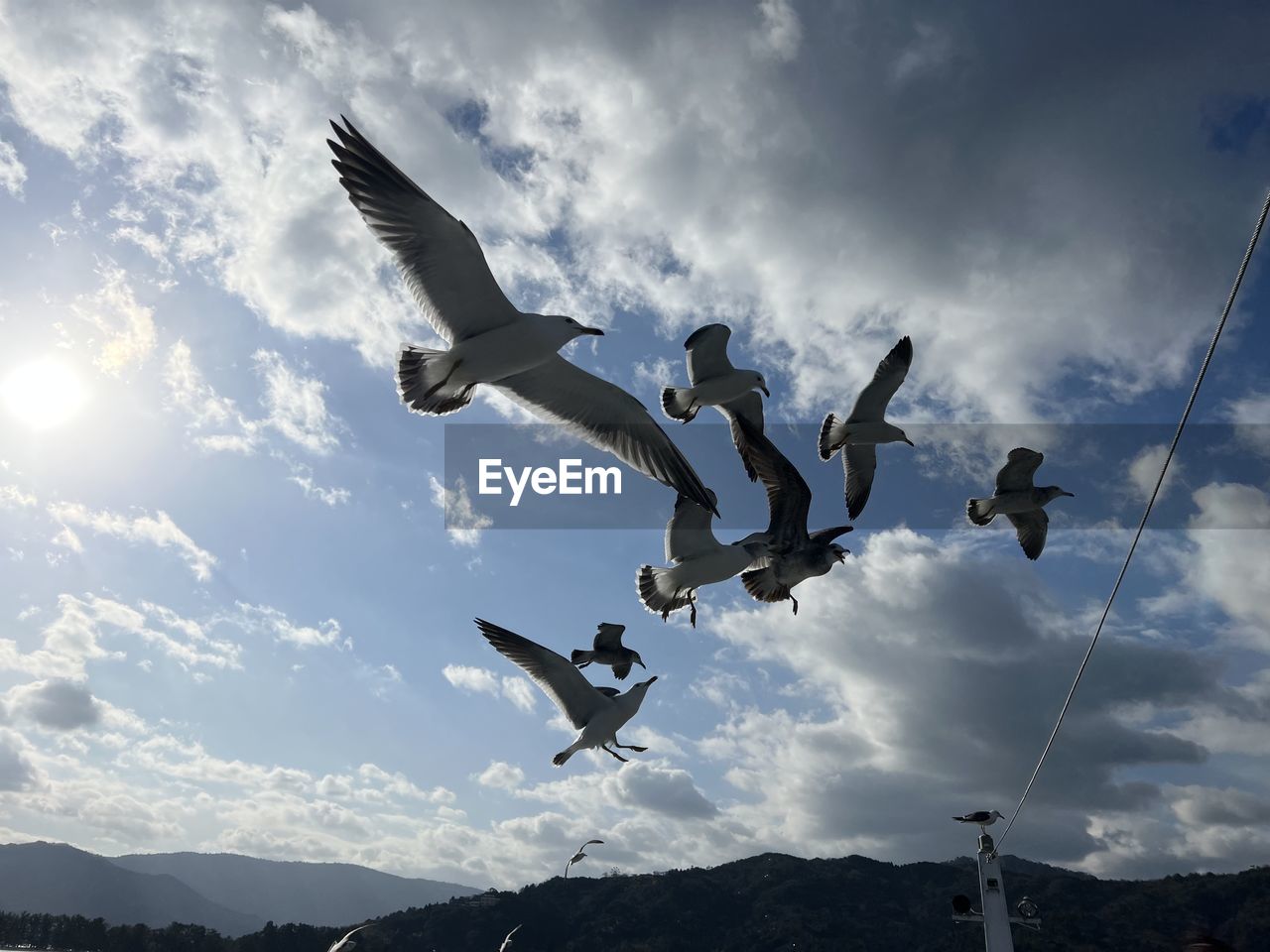 flying, sky, cloud, bird, mid-air, nature, mountain, animal, animal themes, animal wildlife, wildlife, motion, spread wings, group of animals, low angle view, extreme sports, day, outdoors, blue, full length