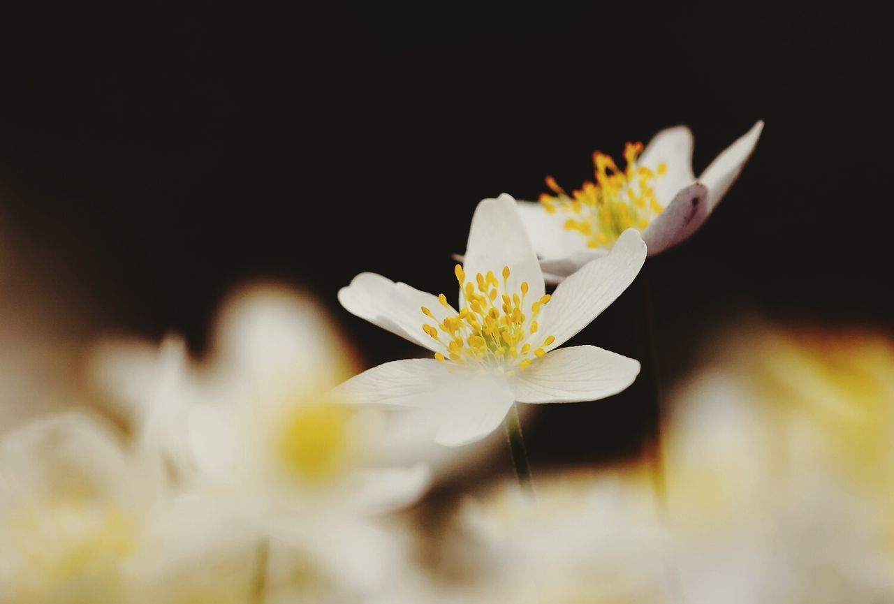 CLOSE-UP OF WHITE FLOWERS