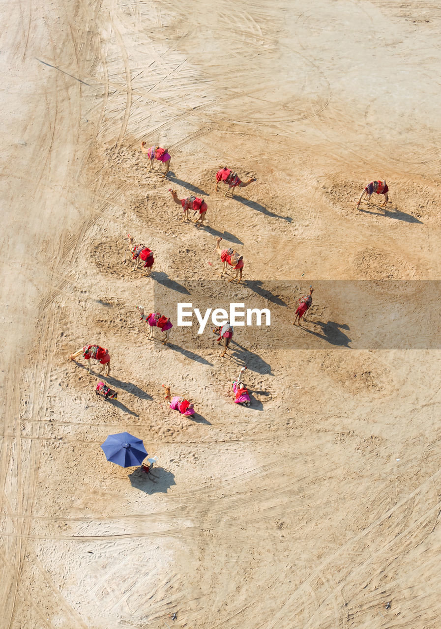 Aerial view of camels herd in desert