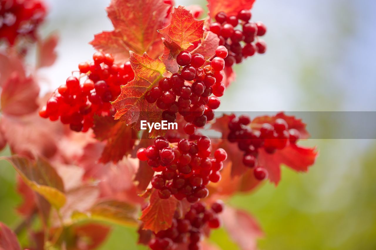 CLOSE-UP OF BERRIES GROWING ON PLANT