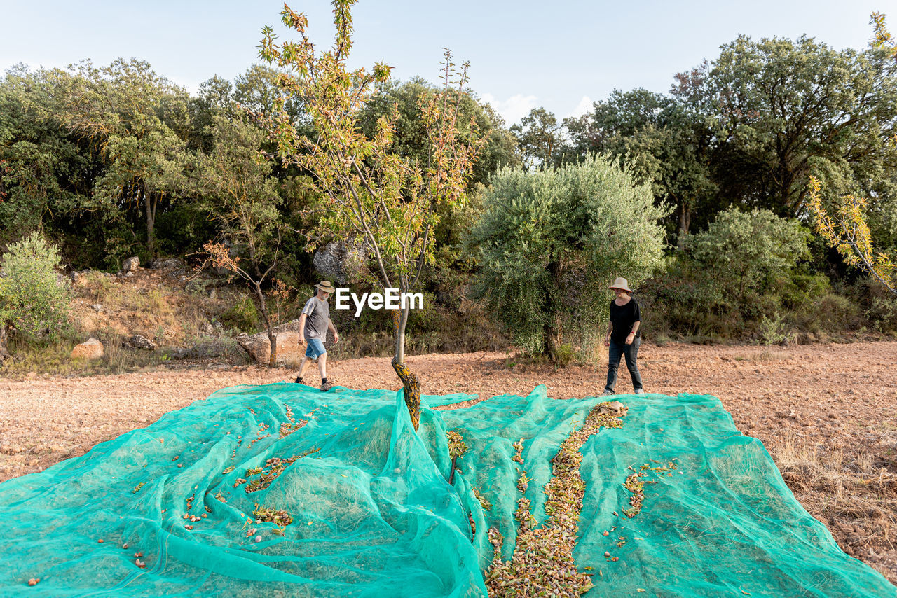 Aged man and adult woman in casual outfit holding mesh while picking nuts in countryside