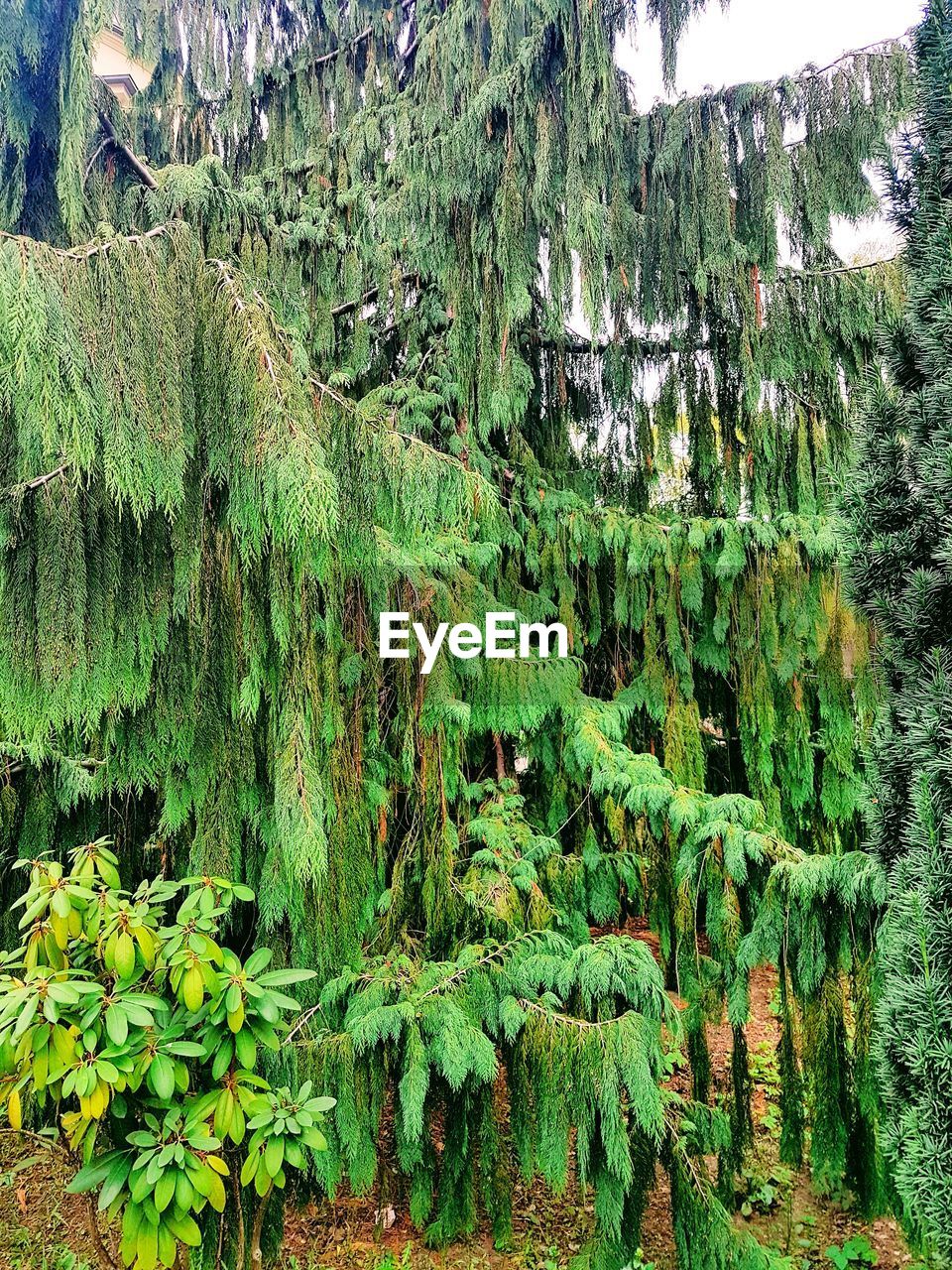 CLOSE-UP OF PLANTS AGAINST TREE