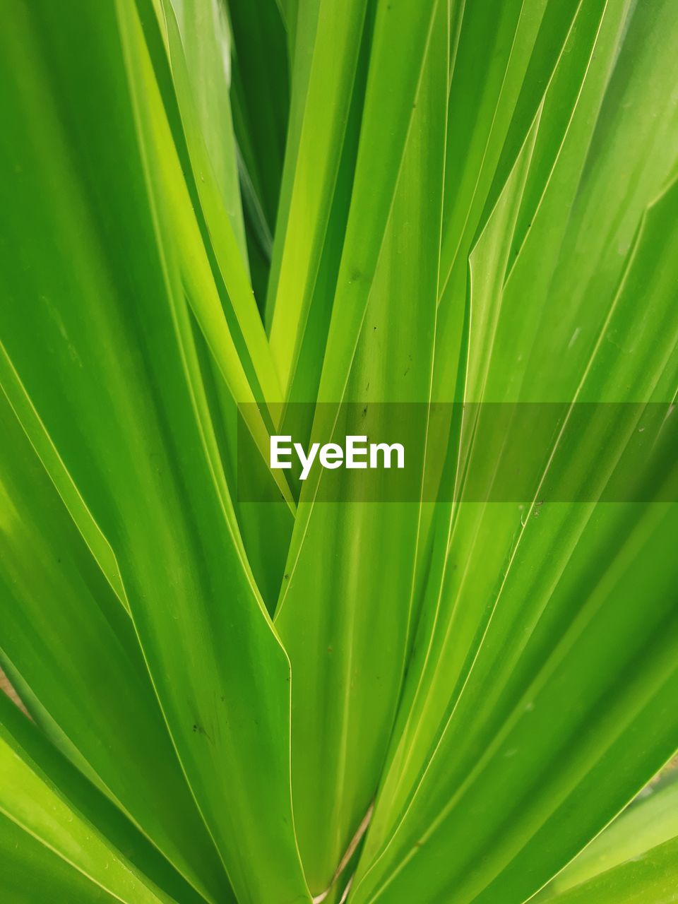 Full frame shot of palm leaves