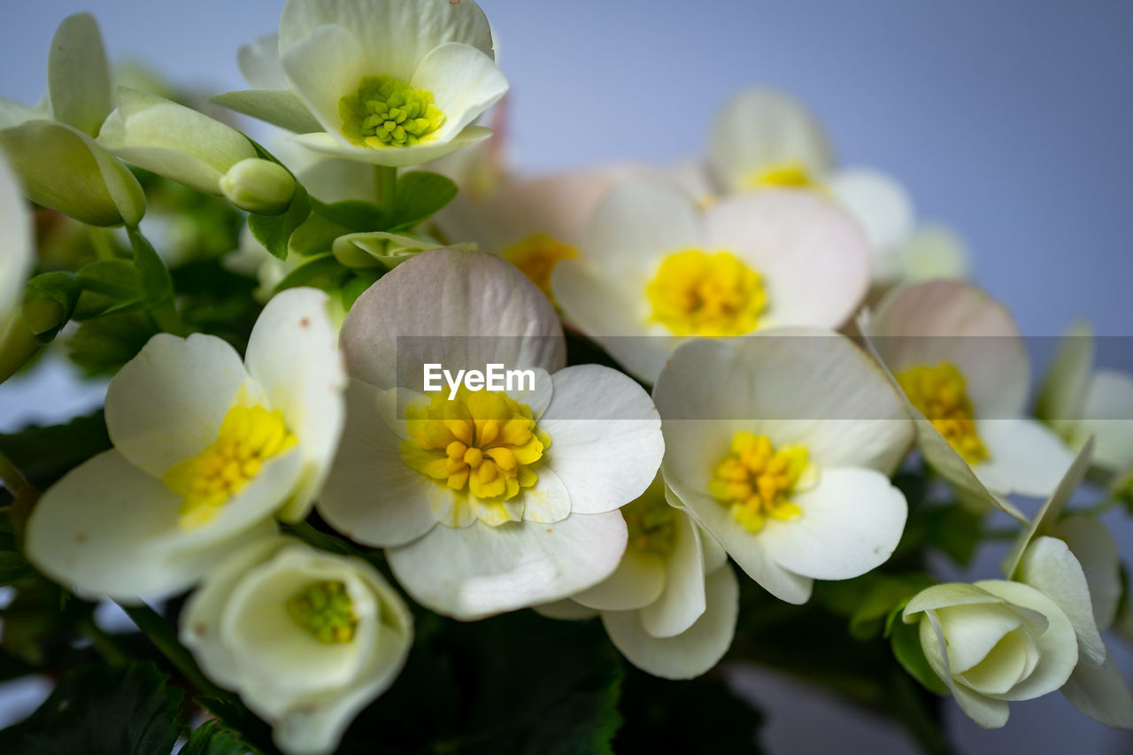 Close-up of white flowering plants on table 