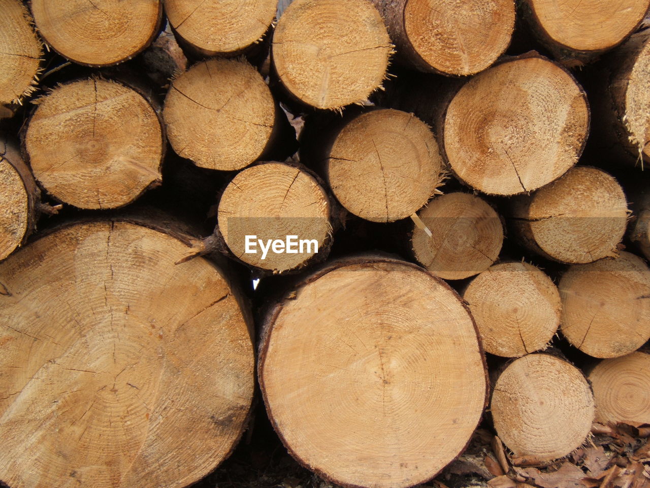 Full frame shot of logs in forest