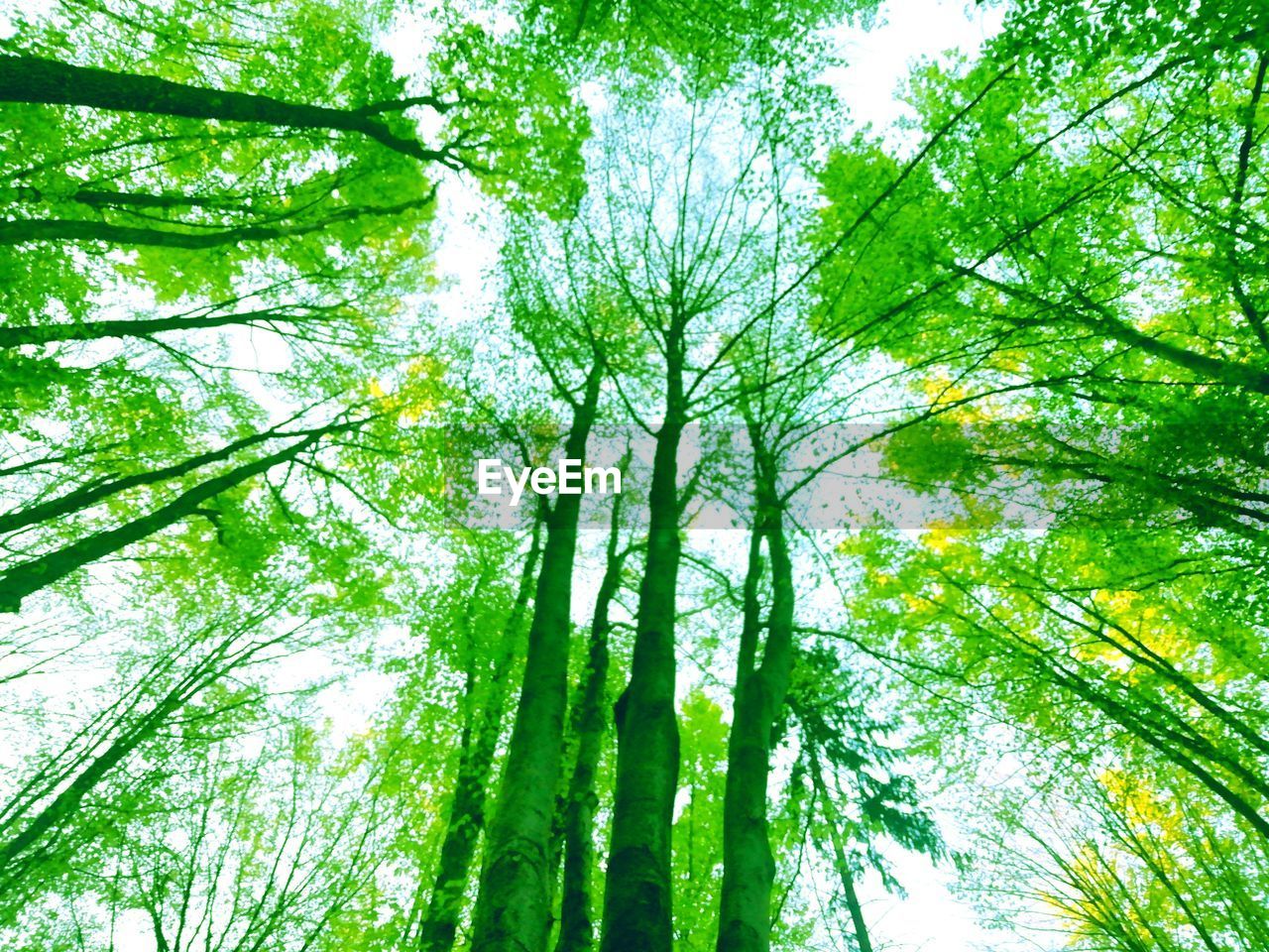 LOW ANGLE VIEW OF TREES IN FOREST